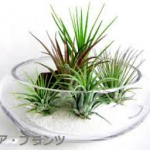 観葉植物ベスト３　マツコ